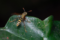 Mischocyttarus basimacula