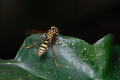 Mischocyttarus basimacula