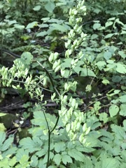 Actaea