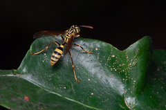 Mischocyttarus basimacula