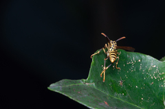 Mischocyttarus basimacula