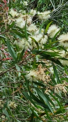 Melaleuca salicina