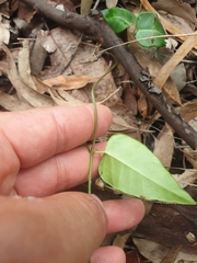 Leichhardtia coronata