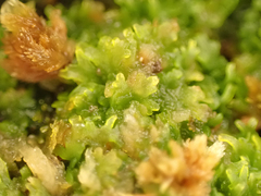 Riccardia chamedryfolia