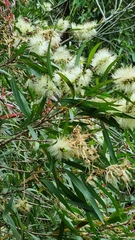 Melaleuca salicina
