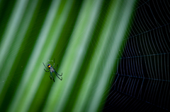 Leucauge