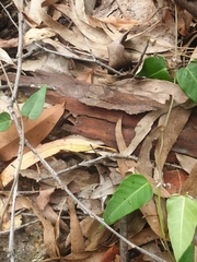 Leichhardtia coronata