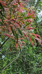 Melaleuca salicina