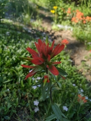 Castilleja miniata miniata
