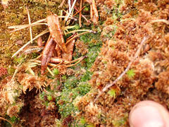 Riccardia chamedryfolia