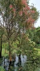 Melaleuca salicina