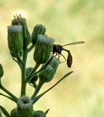 Dioprosopa clavata