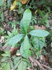 Turpinia formosana