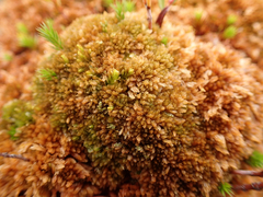 Sphagnum fuscum