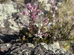 Veronica lavaudiana