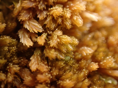Sphagnum fuscum