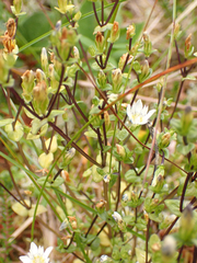 Gentiana douglasiana