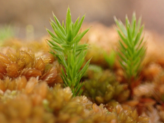 Polytrichum strictum