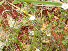 Gentiana douglasiana