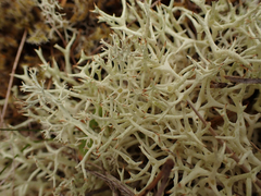 Cladonia uncialis