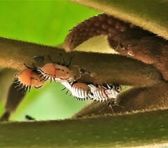 Membracis mexicana