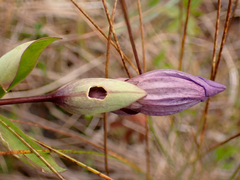 Gentiana sceptrum