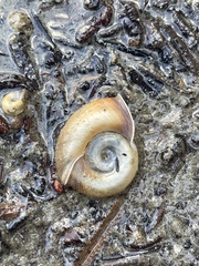 Planorbella trivolvis