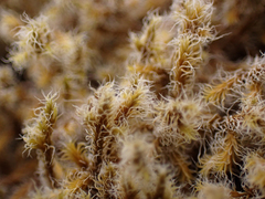 Racomitrium lanuginosum