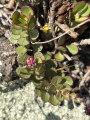 Veronica lavaudiana