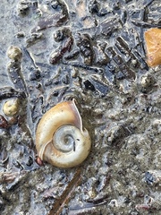 Planorbella trivolvis