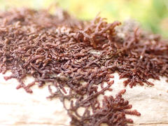 Frullania nisquallensis