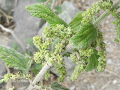 Urtica dioica