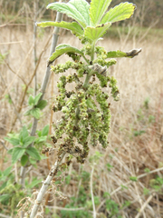 Urtica dioica