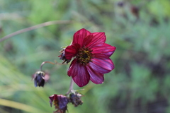 Cosmos scabiosoides