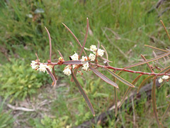 Hakea carinata
