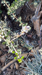 Ceanothus leucodermis