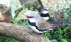 Stagonopleura guttata