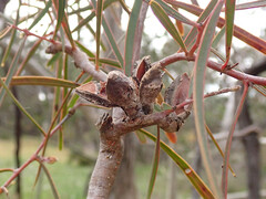 Hakea carinata