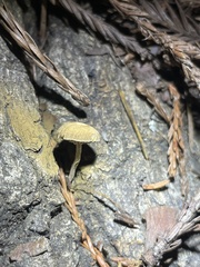 Simocybe centunculus