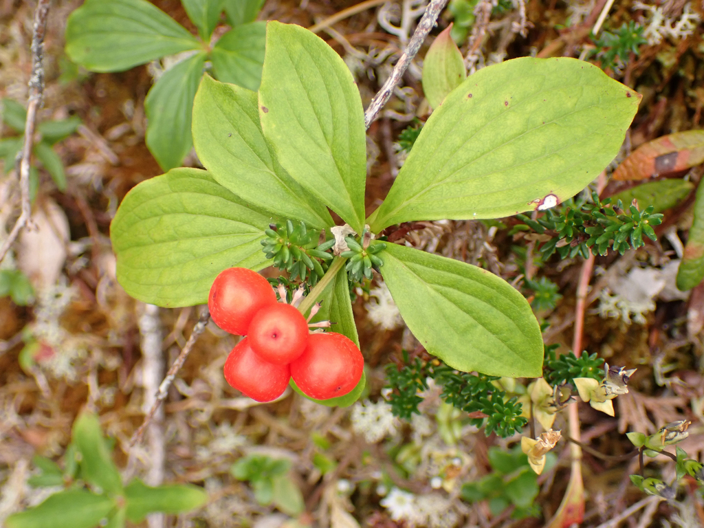 Western Bunchberry from Lady Douglas - Don Peninsula, Central Coast ...