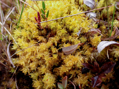Sphagnum tenellum