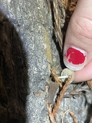 Simocybe centunculus