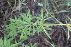 Cosmos scabiosoides