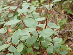 Vaccinium uliginosum