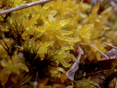 Sphagnum tenellum