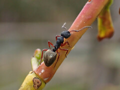 Dolichoderus scabridus