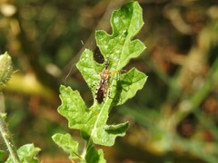 Cosmoclopius nigroannulatus