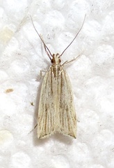 Helcystogramma hystricella