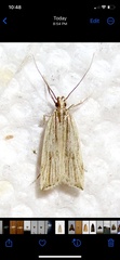 Helcystogramma hystricella