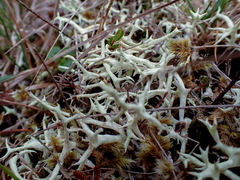 Cladonia uncialis